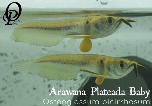 ARAWANA PLATEADA BABY - OSTEOGLOSSUM BICIRRHOSUM