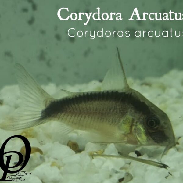 CORYDORA ARCUATUS - CORYDORAS ARCUATUS
