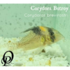 CORYDORA BUTROY - CORYDORAS BREVIROSTRI