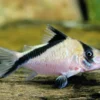 CORREDORA MELINI - CORYDORA MELINI - Imagen 2