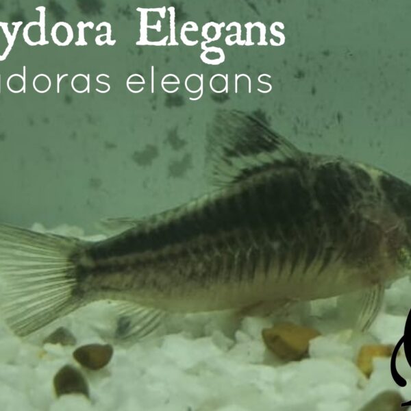 CORYDORA ELEGANS - CORYDORAS ELEGANS