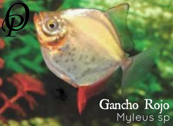 GANCHO ROJO - MYLEUS SP