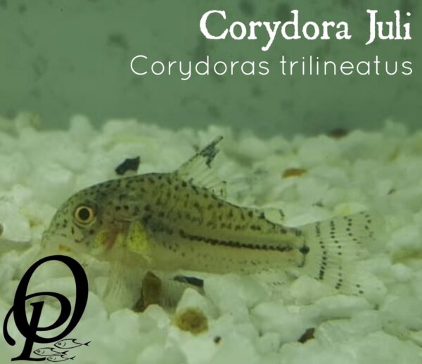 CORYDORA JULI - CORYDORAS TRILINEATUS