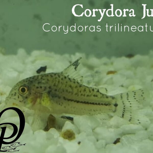 CORYDORA JULI - CORYDORAS TRILINEATUS