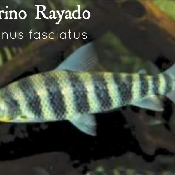 LEPORINO RAYADO - LEPORINUS FASCIATUS