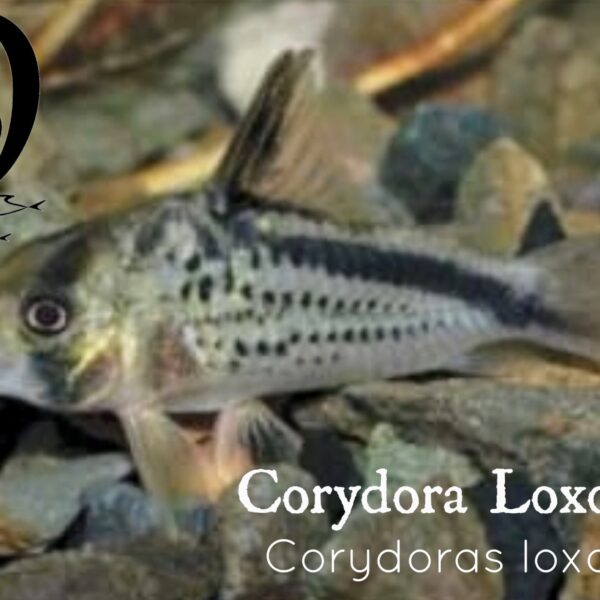 CORYDORA LOXOZONUS - CORYDORAS LOXOZONUS