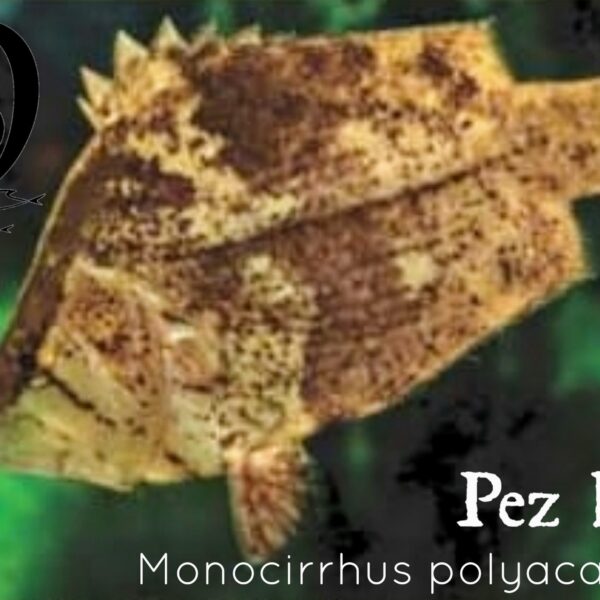 PEZ HOJA - MONOCIRRHUS POLYACANTHUS