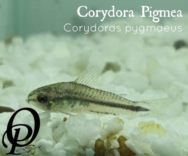 CORYDORA PIGMEA - CORYDORAS PYGMAEUS