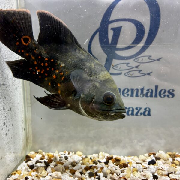 OSCAR TIGRE - ASTRONOTUS OCELLATUS