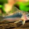 CORYDORA AENEUS - CORYDORAS AENEUS - Imagen 2