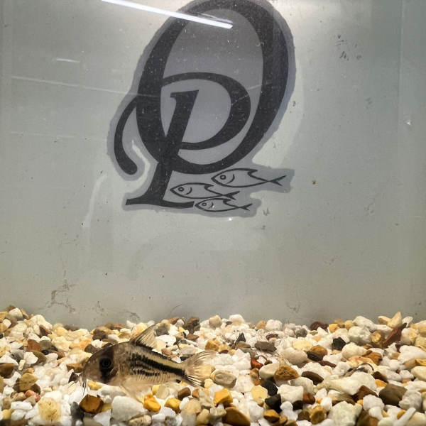 CORYDORA DECKER - CORYDORAS AXELRODI