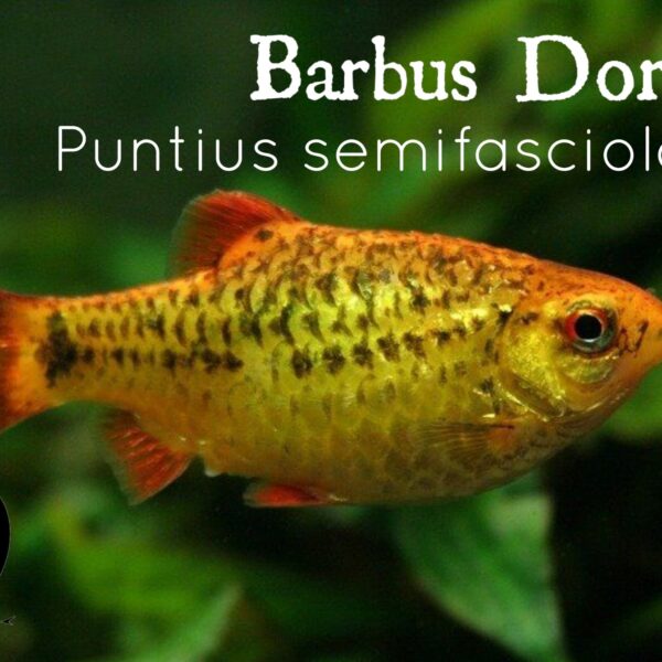 BARBUS DORADO - PUNTIUS SEMIFASCIOLATUS