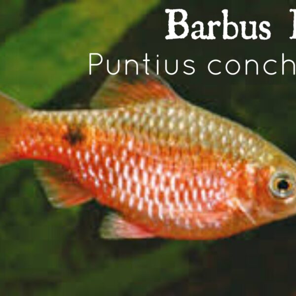 BARBUS ROXY - PUNTIUS CONCHONIUS
