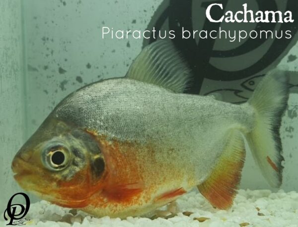 cachama