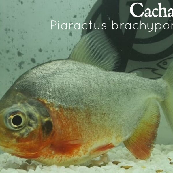 cachama