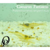 CAMARON FANTASMA - PALAEMONETES ARGENTINUS