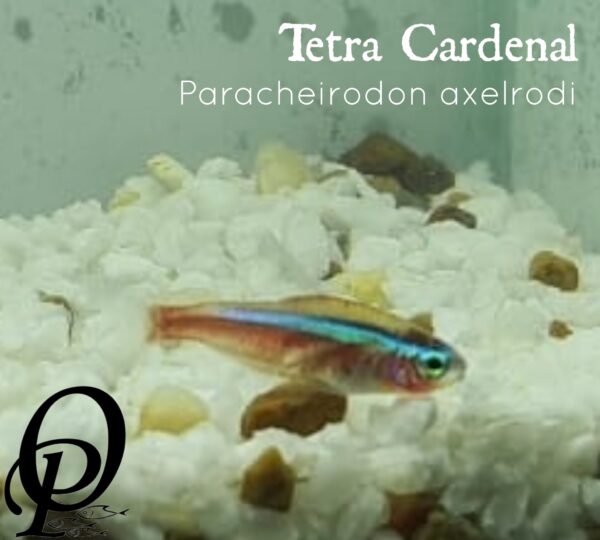 TETRA CARDENAL - PARACHEIRODON AXELRODI