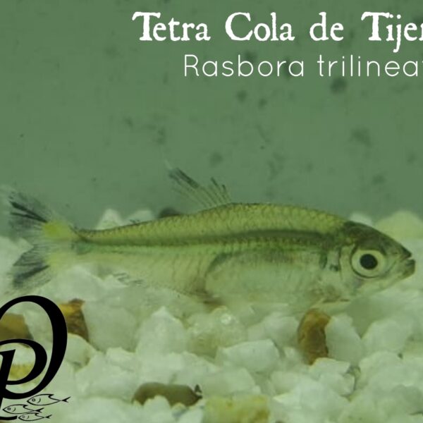 TETRA COLA DE TIJERA - RASBORA TRILINEATA