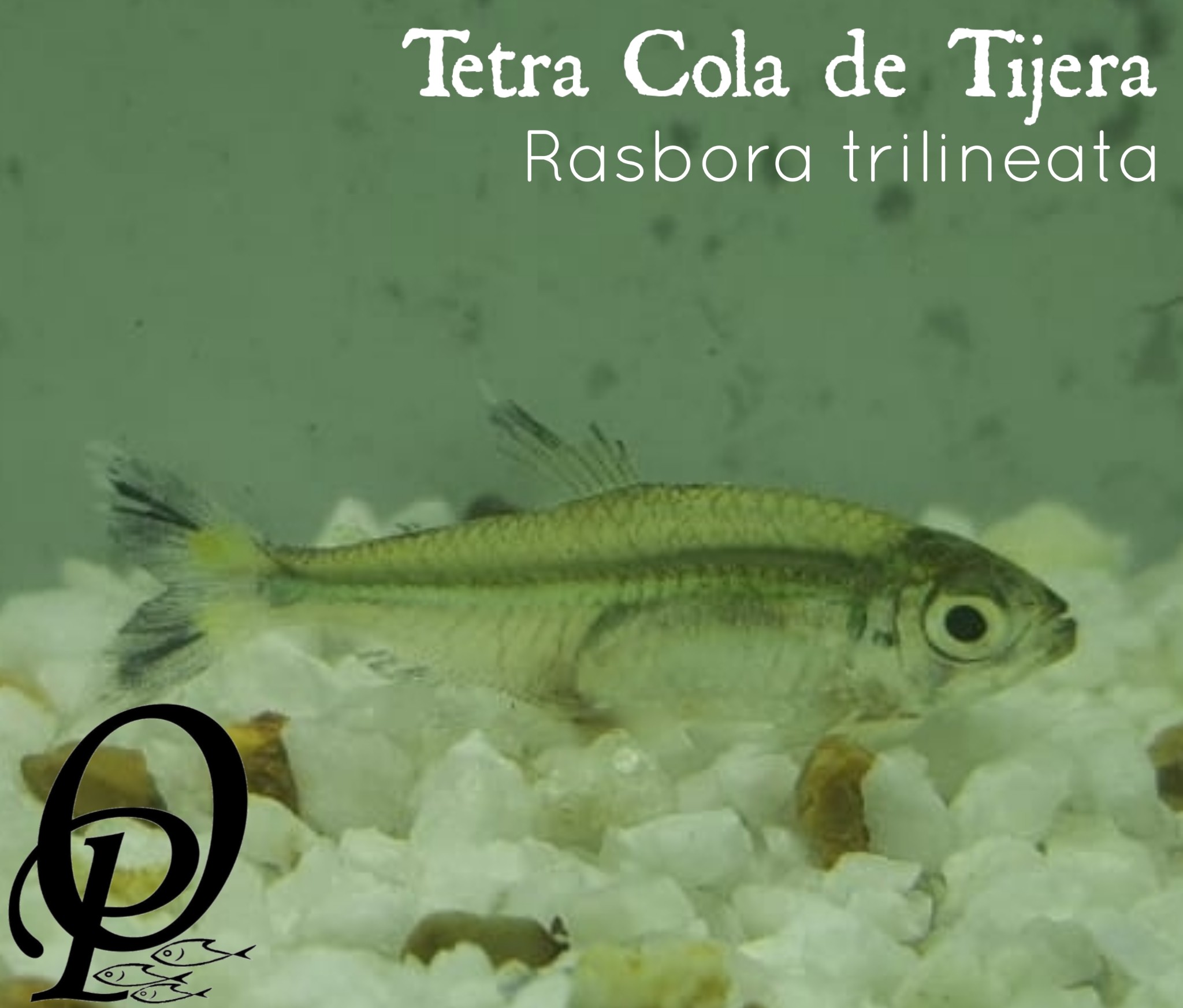 TETRA COLA DE TIJERA - RASBORA TRILINEATA