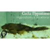 CUCHA HYPOSTOMO - HYPOSTOMUS NICEFOROI