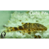CUCHA PIÑA - PANAGOLUS MACCUS
