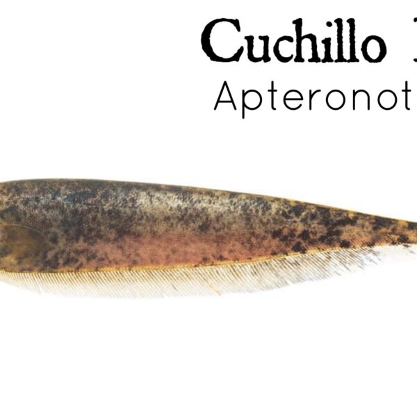 CUCHILLO ROJO - APTERONOTUS SP