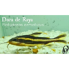 DORA DE RAYA - PLATYDORAS ARMATULUS