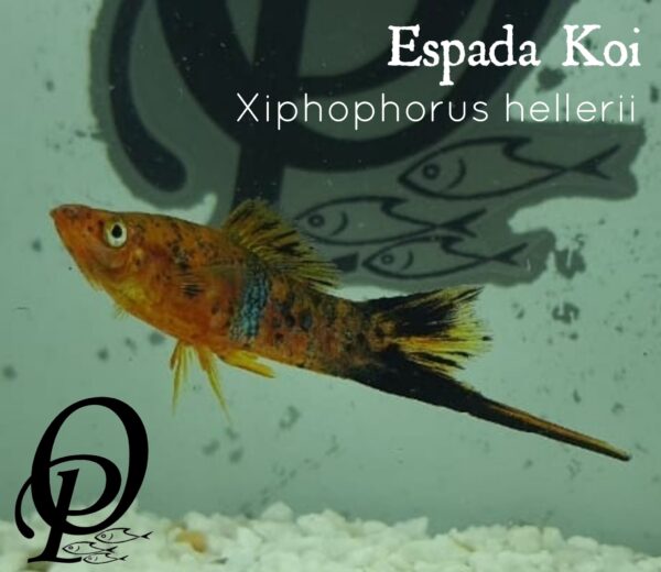 ESPADA KOI - XIPHOPHORUS HELLERII