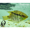 FESTIVUM - MESONAUTA INSIGNIS