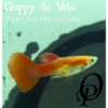 GUPPY DE VELO - POECILIA RETICULATA