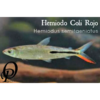 HEMIODO COLI ROJO - HEMIODUS SEMITAENIATUS