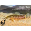 HOPPLO TIGRE - MEGALECHIS THORACALA