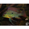 JUAN VIEJO SURINAMENSIS - GEOPHAGUS SURINAMENSIS