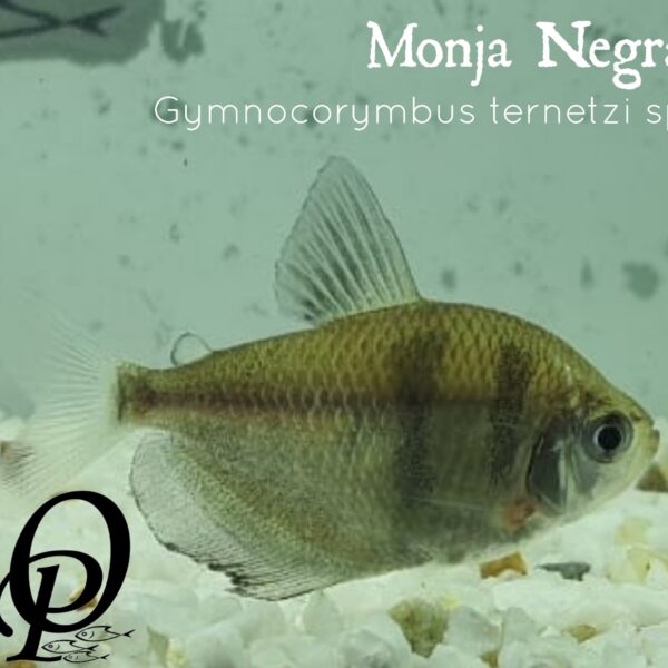 MONJA NEGRA - GYMNOCORYMBUS TERNETZI SP