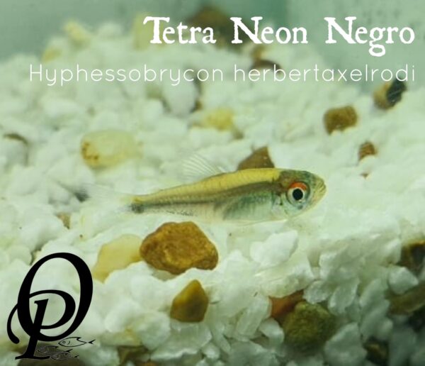 TETRA NEON NEGRO - HYPHESSOBRYCON HERBERTAXEROLDI