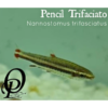 PENCIL TRIFACIATO - NANNOSTOMUS TRIFASCIATUS