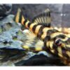 ATABAPO - DEKEYSERIA BRACHYURA - Imagen 2