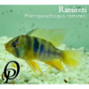RAMIREZI - MIKROGEOPHAGUS RAMIREZI