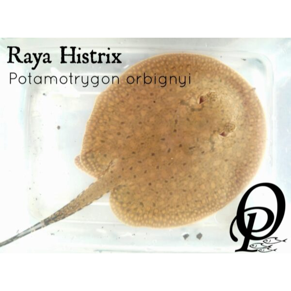 RAYA HISTRIX - POTAMOTRYGON ORBIGNYI