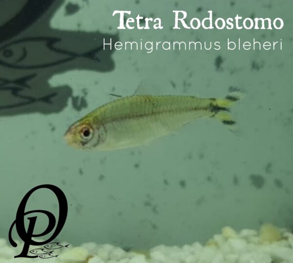 TETRA RODOSTOMO - HEMIGRAMMUS BLEHERI