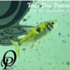 TETRA DOS PUNTOS - EXODON PARADOXUS