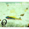 TETRA NEON - PARACHEIRODON INNESI