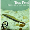 TETRA PENCIL - NANNOSTOMUS EQUES