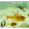 TETRA ROJITO FINO - HYPHESSOBRYCON SWEGLESI