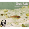 TETRA RUBI - AXELRODIA RIESEI