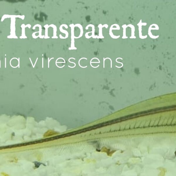 CUCHILLO TRANSPARENTE - EIGENMANNIA VIRESCENS