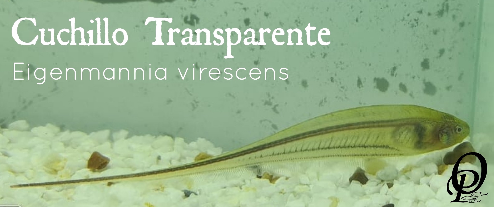 CUCHILLO TRANSPARENTE - EIGENMANNIA VIRESCENS