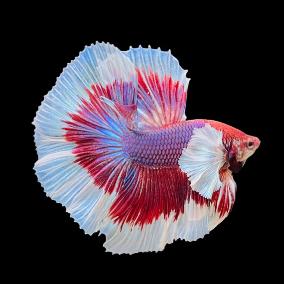 BETTA