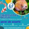 CORYDORA METAE - CORYDORA METAE - Imagen 3