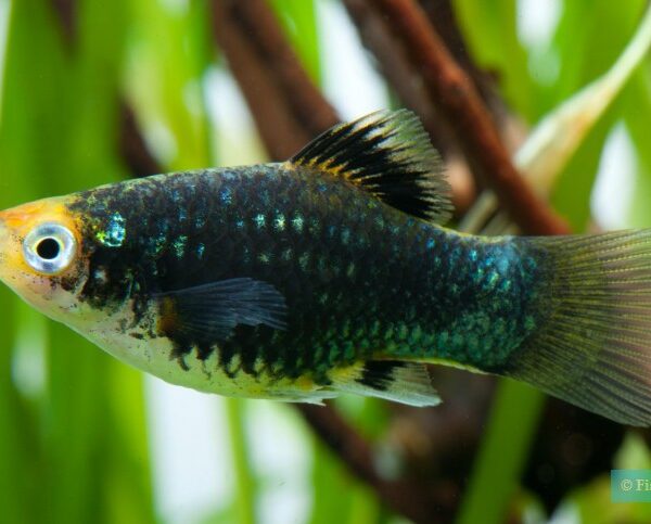 platy